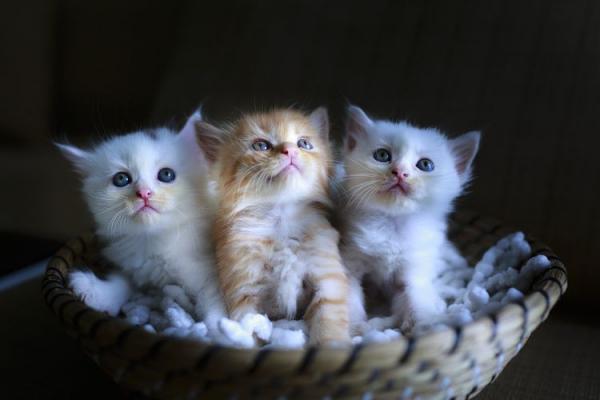 Три котенка в корзине