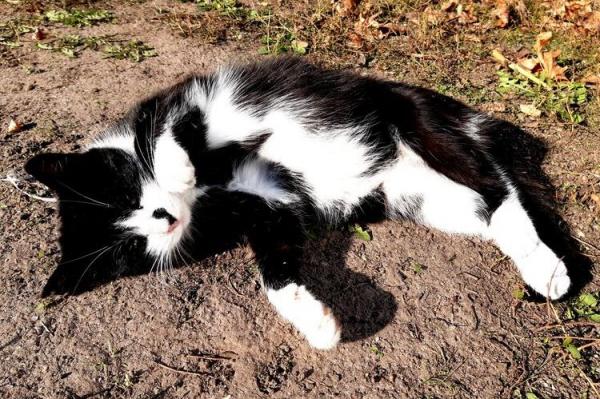 Черно-белый кот лежит на земле