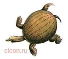 Дальневосточная черепаха – Красная книга – кратко описание, фото
