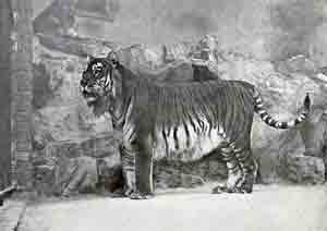 Туранский тигр – Красная книга МСОП – кратко описание, фото