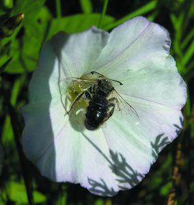 Род спиральноусая пчела – Красная книга МО – кратко описание, фото