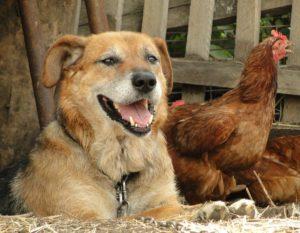 Сказка о собаке - Собака и курица - с картинками читать онлайн