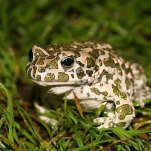 Зелёная жаба- краткое описание и фото - для детей
