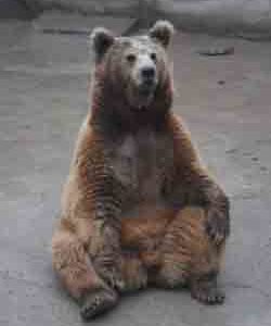 Тяньшанский бурый медведь – Красная книга МСОП – кратко описание, фото