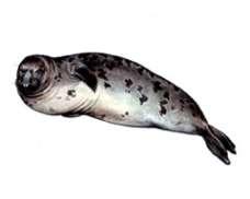 Серый тюлень, балтийский подвид – Красная книга – кратко описание, фото