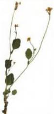Макроселинум широколистный, или горичник крупнолистный – Красная книга ВО – кратко описание, фото