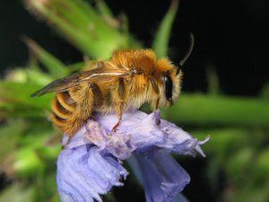 Род мохноногая пчела – Красная книга МО – кратко описание, фото
