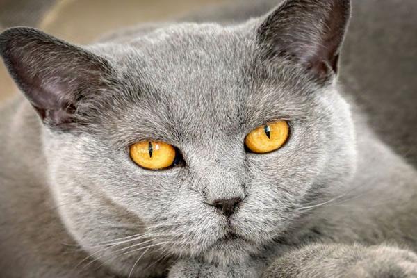 Серый кот с янтарными глазами