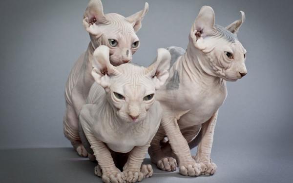 Эльф - лысые породы кошек