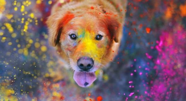 Собака съела краску