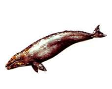 Серый  кит – Красная книга – кратко описание, фото