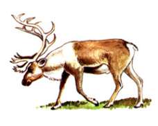 Северный олень, лесной подвид – Красная книга – кратко описание, фото