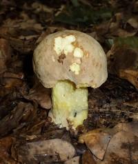 Полубелый гриб – Красная книга МО – кратко описание, фото