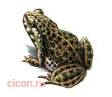 Камышовая жаба – Красная книга – кратко описание, фото