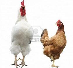 Сказка Петух и курица читать с картинками онлайн сказка о животных