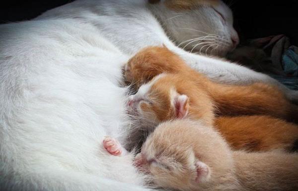 Рыжие котята с мамой