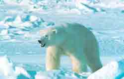 Белые медведи – Красная книга МСОП – кратко описание, фото