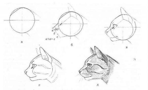 Рисунок морды кошки в профиль