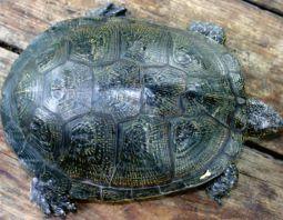 Болотная черепаха – Красная книга ВО – кратко описание, фото