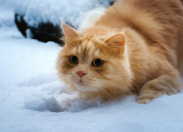 Пушистый рыжий кот в снегу