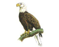 Белоголовый орлан - Красная книга - кратко описание, фото