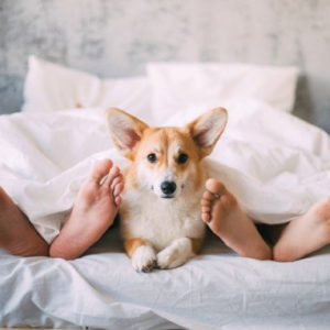 Можно ли брать собаку в постель: почему любят и почему нельзя спать - Это интересно