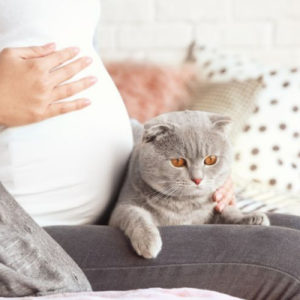Почему беременным нельзя гладить кошек  контактировать, бить, трогать, примета - Это интересно