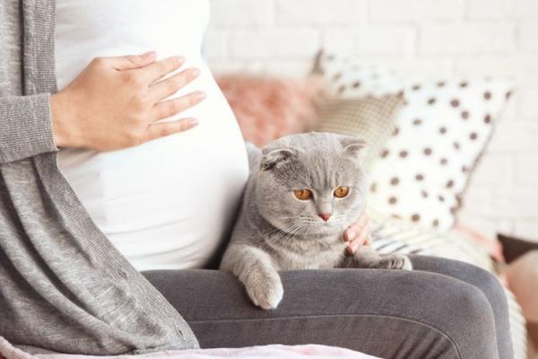 Почему беременным нельзя гладить кошек  контактировать, бить, трогать, примета - Это интересно