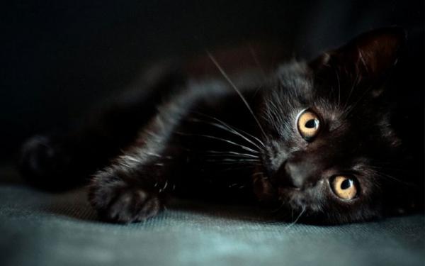 Креативные имена для черного котенка