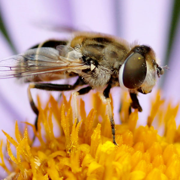 Пчеловидка обыкновенная - краткое описание и фото - для детей