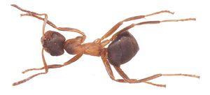 Тонкоголовый муравей болотный