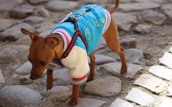 Одежда для собак: выбор, размеры, кому нужна
