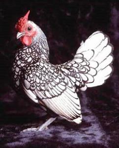 Сказка Кочет и курица читать с картинками онлайн сказка о животных
