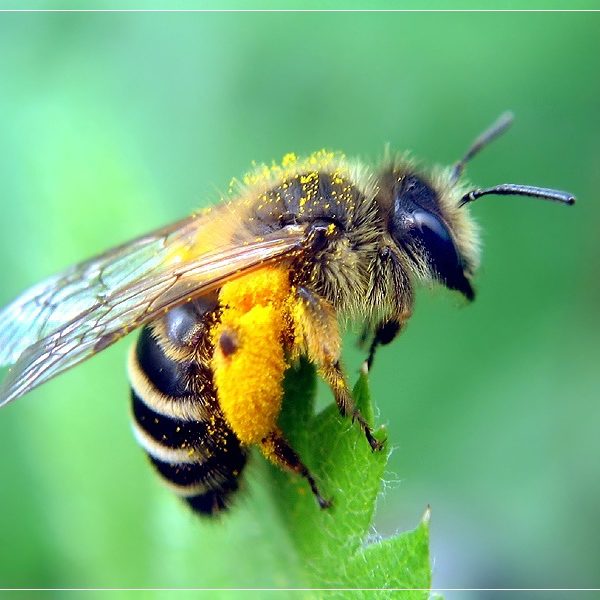 Пчела мохнатоногая - краткое описание и фото - для детей