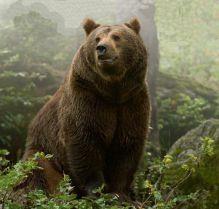 Бурый медведь (Московская область) – Красная книга МО – кратко описание, фото