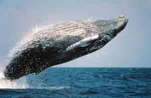 Горбатый кит – Красная книга МСОП – кратко описание, фото