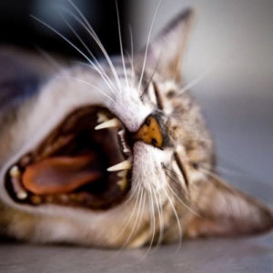 Молочные зубы у кошек: есть ли, выпадают ли и когда - Это интересно