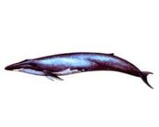 Северный синий кит – Красная книга – кратко описание, фото