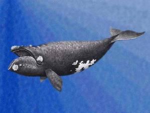 Японский кит – Красная книга – кратко описание, фото