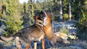 Сказка о собаке - Волк, лиса и собака - с картинками читать онлайн