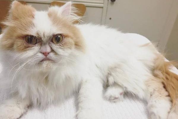 Самая сердитая кошка в мире: фото, порода - Это интересно