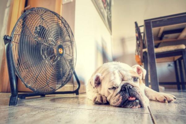Собака спит под вентилятором