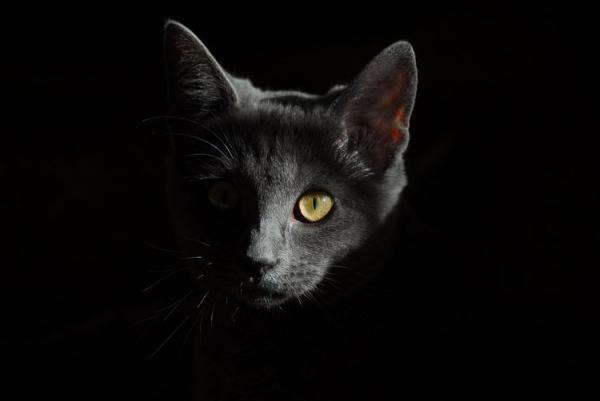 Почему кошка - ночное животное  почему является - Это интересно