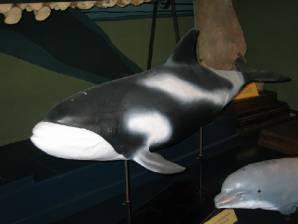Беломордый дельфин – Красная книга – кратко описание, фото