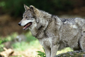 Волк - краткое описание и фото - для детей