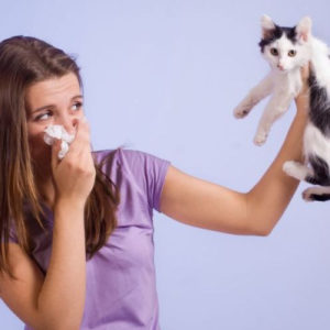 Вакцина от аллергии на кошек  прививка, цена, отзывы - Это интересно