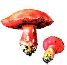 Перечный гриб рубиновый