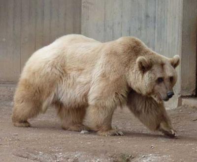 Сирийский бурый медведь