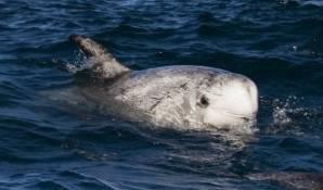 Серый дельфин – Красная книга – кратко описание, фото