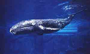 Семейство серые киты – Красная книга МСОП – кратко описание, фото